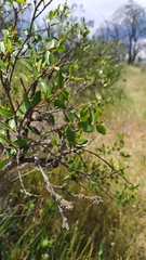 Colliguaja odorifera