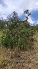 Colliguaja odorifera