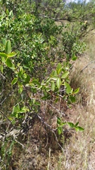 Colliguaja odorifera