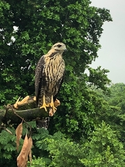 Buteogallus anthracinus