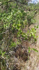 Colliguaja odorifera