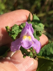 Mimulus
