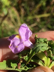 Mimulus