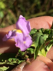 Mimulus