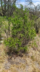 Colliguaja odorifera