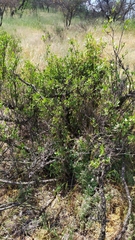 Colliguaja odorifera