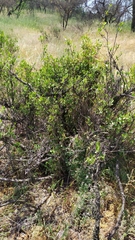 Colliguaja odorifera