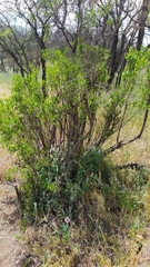 Colliguaja odorifera