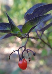 Solanum dulcamara