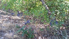 Solanum dulcamara