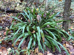Carex fraseriana