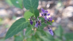 Solanum dulcamara