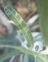 Solanum dulcamara