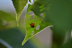 Charidotella tuberculata