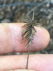 Cyperus retrofractus