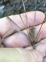 Cyperus retrofractus