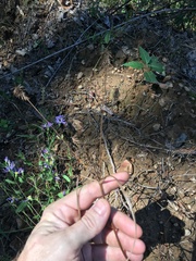Cyperus retrofractus