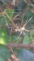 Leucauge argyra