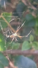 Leucauge argyra