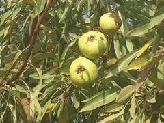 Pyrus syriaca