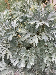 Artemisia absinthium