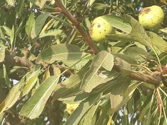 Pyrus syriaca