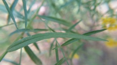 Asteraceae