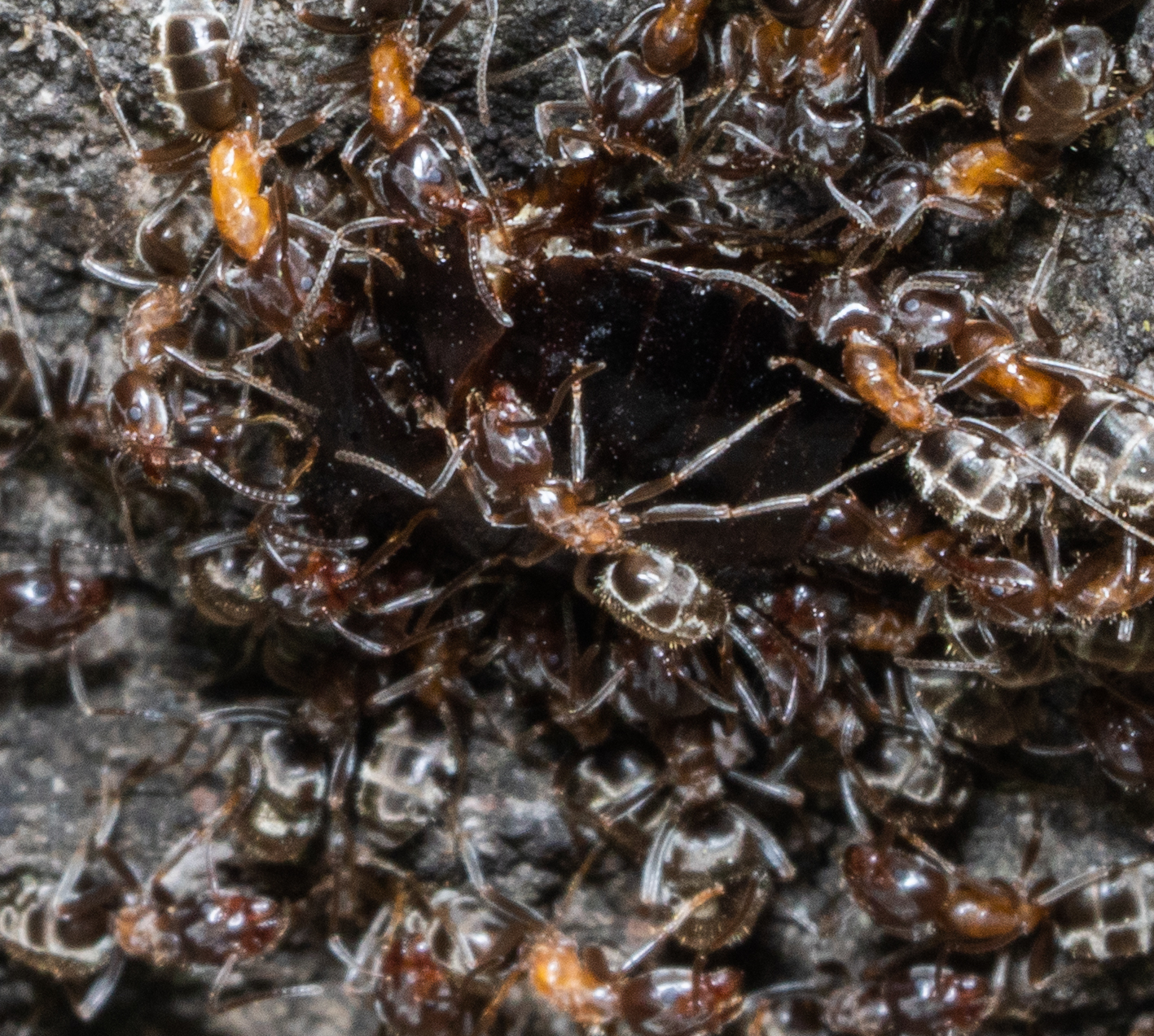 Liometopum occidentale