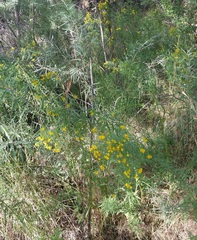 Asteraceae