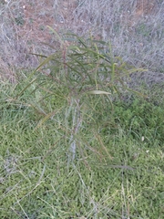Acacia implexa
