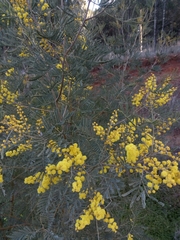 Acacia leucoclada
