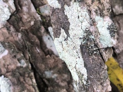 Lecanora appalachensis