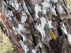 Lecanora appalachensis