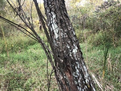 Lecanora appalachensis