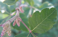 Rhus