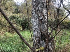 Lecanora appalachensis