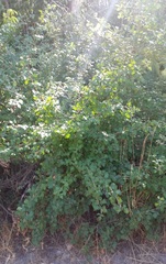 Rhus