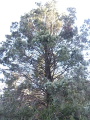 Callitris glaucophylla