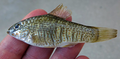 Floridichthys carpio