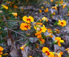 Dillwynia tenuifolia