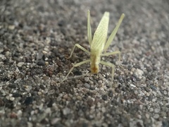 Oecanthus niveus