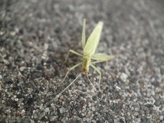 Oecanthus niveus