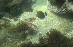 Acanthurus dussumieri