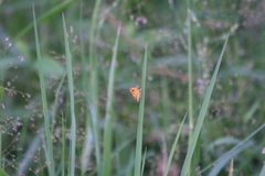 Ampittia dioscorides camertes