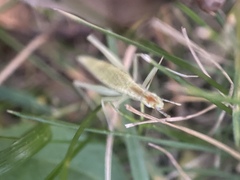 Oecanthus niveus