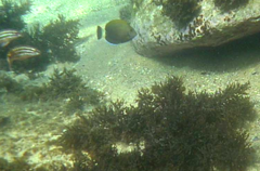 Acanthurus dussumieri