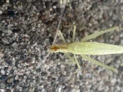 Oecanthus niveus