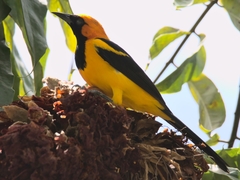 Icterus auricapillus