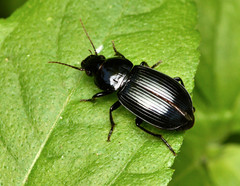 Aztecarpalus schaefferi