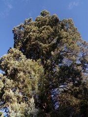 Callitris glaucophylla